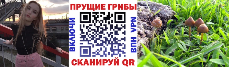 Псилоцибиновые грибы Psilocybine cubensis  Новочебоксарск 